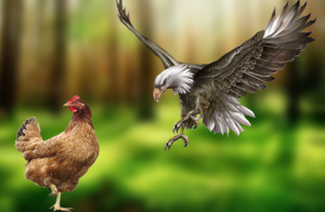 chickens-cluck-and-eagles-fly